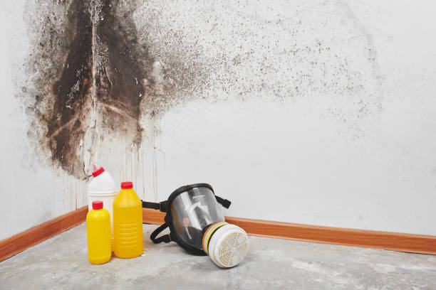 Home Mold Removal in Bridgman, MI