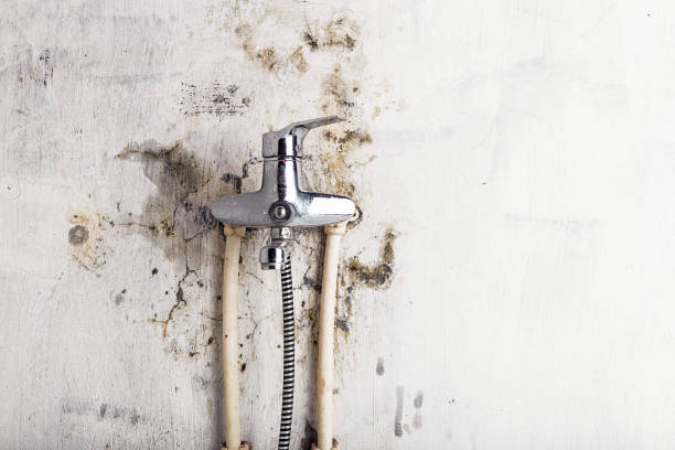 Best Mold Testing  in Bridgman, MI