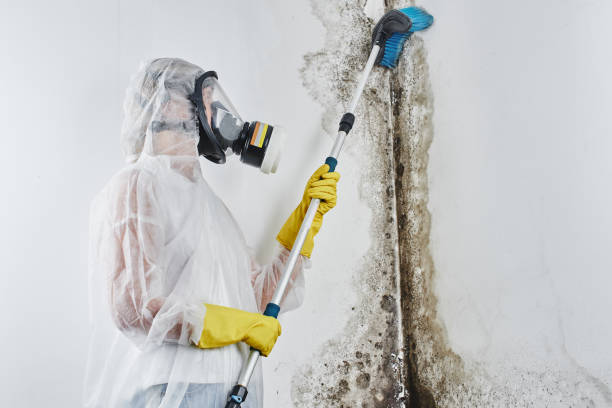 Best Professional Mold Removal  in Bridgman, MI