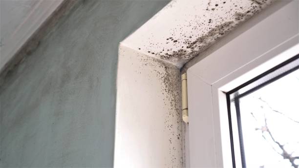 Best Same-Day Mold Removal  in Bridgman, MI