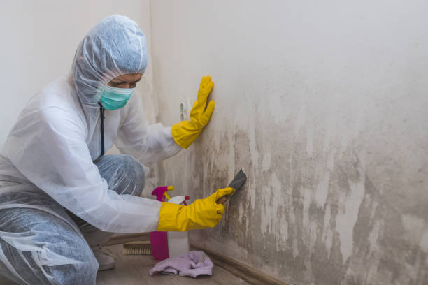 Mold Testing and Removal in Bridgman, MI