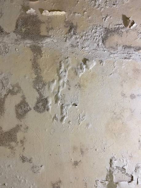 Best Home Mold Removal  in Bridgman, MI