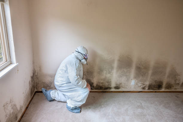 Best Mold Removal Process  in Bridgman, MI