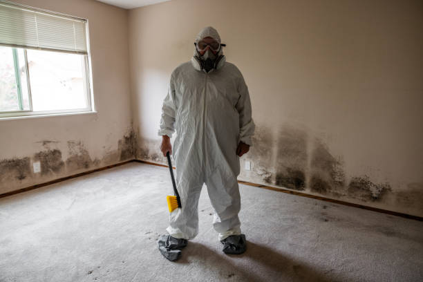 Best Affordable Mold Removal  in Bridgman, MI