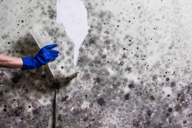 Best Affordable Mold Removal  in Bridgman, MI