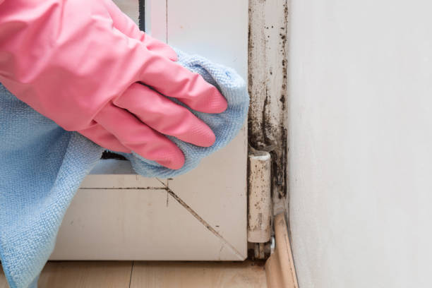 Best Mold Cleaning Services  in Bridgman, MI